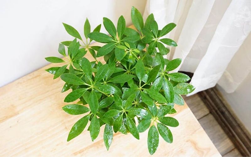 Cây mang màu xanh lá là lựa chọn tốt nhất cho câu hỏi tuổi Dần hợp cây gì khi mang mệnh Mộc