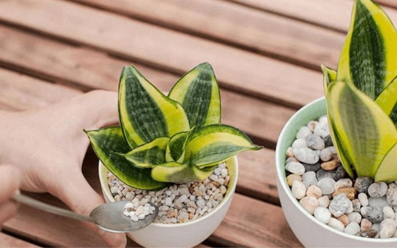 Mệnh Kim tuổi Dần hợp cây gì nhất phải kể đến cây lưỡi hổ