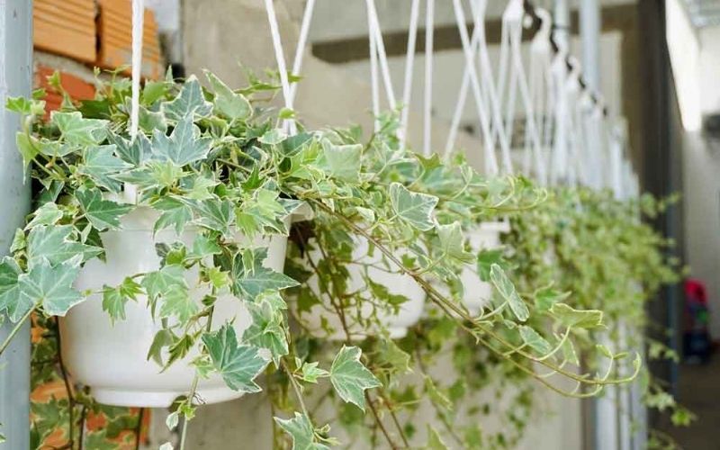 Thường xuân cẩm thạch thuộc hành Thủy và giúp gia chủ hấp thụ sinh khí