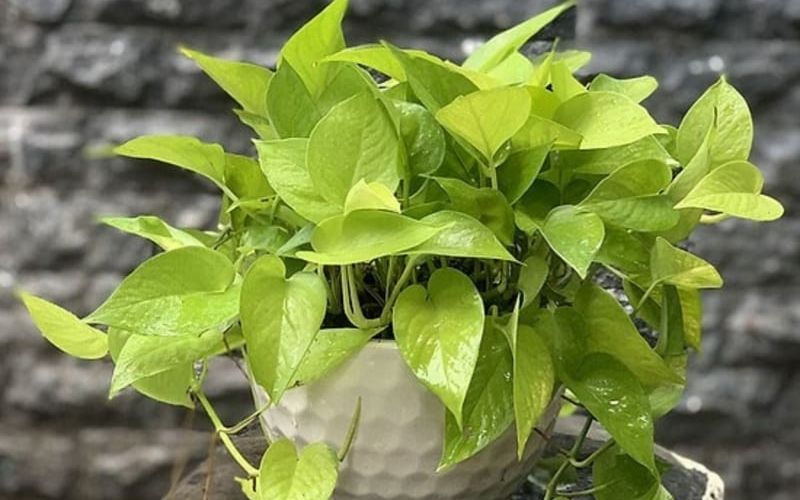Trầu bà vàng sở hữu sức sống mãnh liệt, ngụ ý nhiều điều tốt đẹp