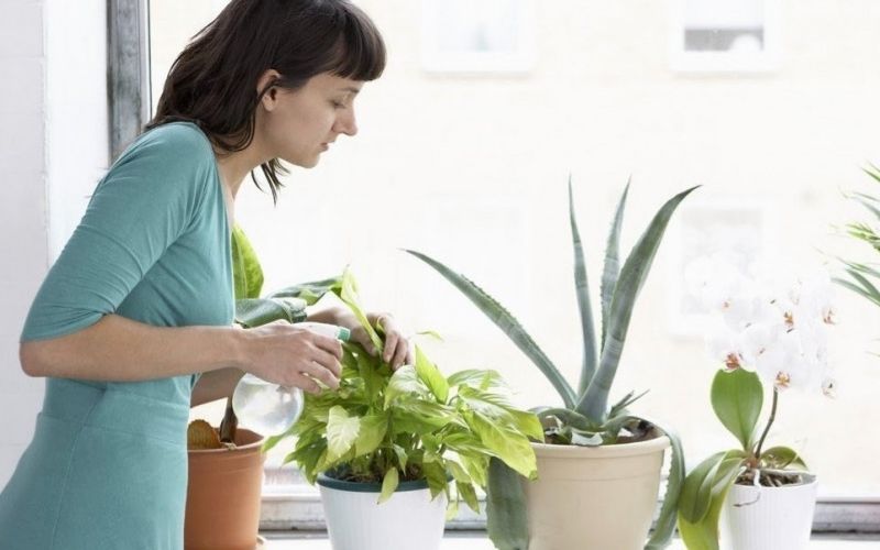 Khi biết tuổi Dần hợp cây gì cần có phương pháp chăm sóc phù hợp