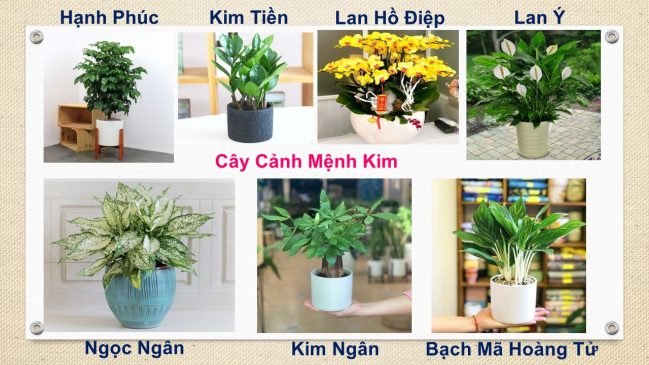 Tuổi Thân hợp cây gì? Việc xác định người tuổi Thân hợp cây gì sẽ giúp bạn lựa chọn được loại cây phù hợp mang lại nhiều tài lộc, gia đình vui vẻ, hạnh phúc và tránh xa những xui xẻo.