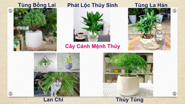 Tuổi Thân hợp cây gì? Việc xác định người tuổi Thân hợp cây gì sẽ giúp bạn lựa chọn được loại cây phù hợp mang lại nhiều tài lộc, gia đình vui vẻ, hạnh phúc và tránh xa những xui xẻo.