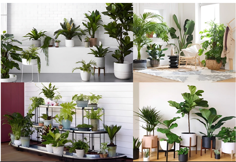 Tuổi Thân hợp cây gì? Việc xác định người tuổi Thân hợp cây gì sẽ giúp bạn lựa chọn được loại cây phù hợp mang lại nhiều tài lộc, gia đình vui vẻ, hạnh phúc và tránh xa những xui xẻo.