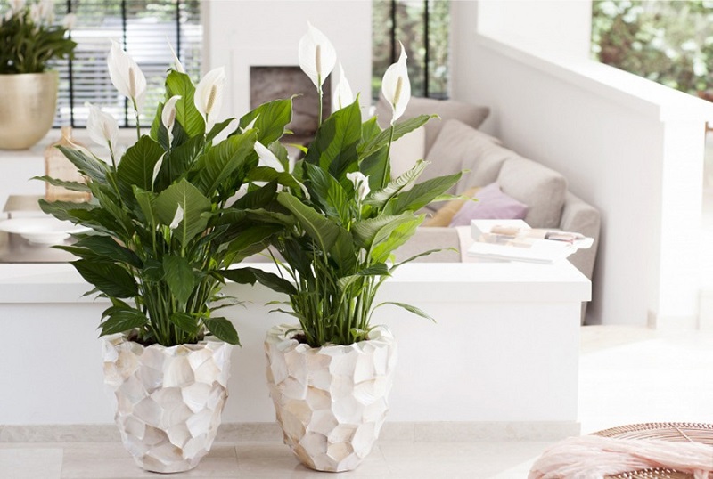 Cây lan ý mang lại tài lộc cho người mệnh Thuỷ