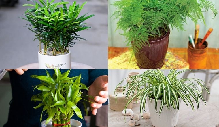 Bạn cần chọn cây phong thủy để bàn làm việc theo tuổi nhằm đón vận may