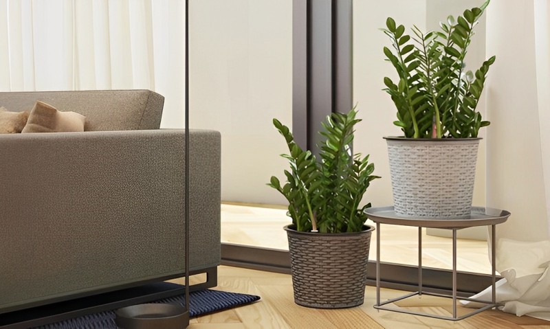 Cây kim tiền là cây phong thuỷ theo tuổi Tý