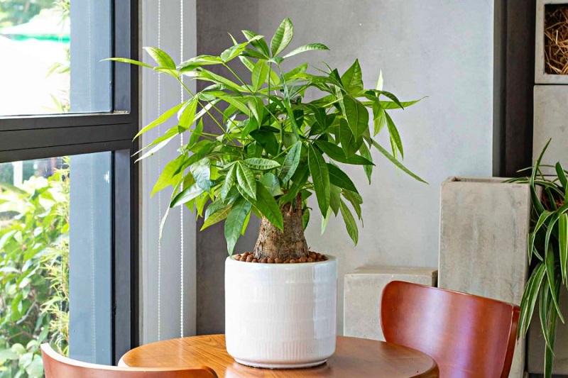Kim Ngân là loài cây dành cho người tuổi Tuất