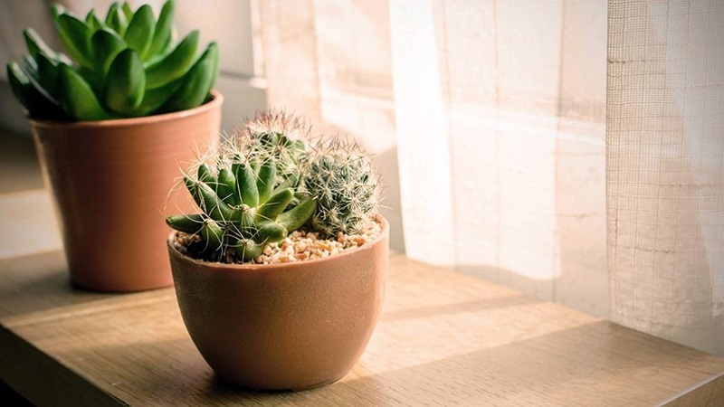 Xương rồng là cây phong thuỷ giúp người tuổi Thìn tránh bị tiểu nhân quấy phá