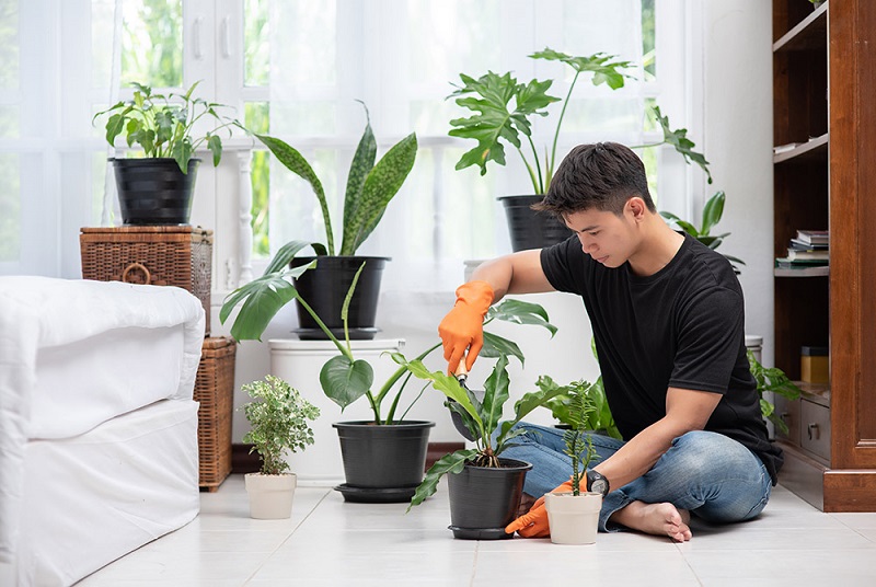 Lưu ý chăm sóc cây phong thuỷ theo tuổi đúng cách để cây luôn xanh tốt