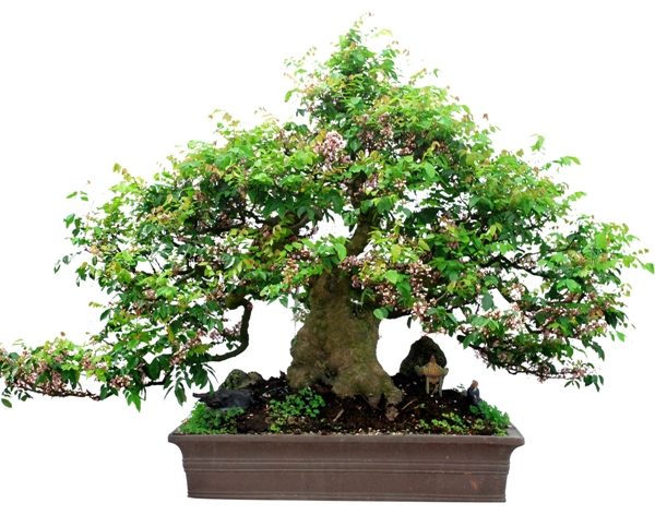 Cây khế có nhiều công dụng trong y học dân gian.