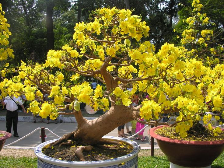 Tuyệt đối không bỏ qua 15 cây sân vườn thu hút tài lộc, thịnh vượng dồi dào