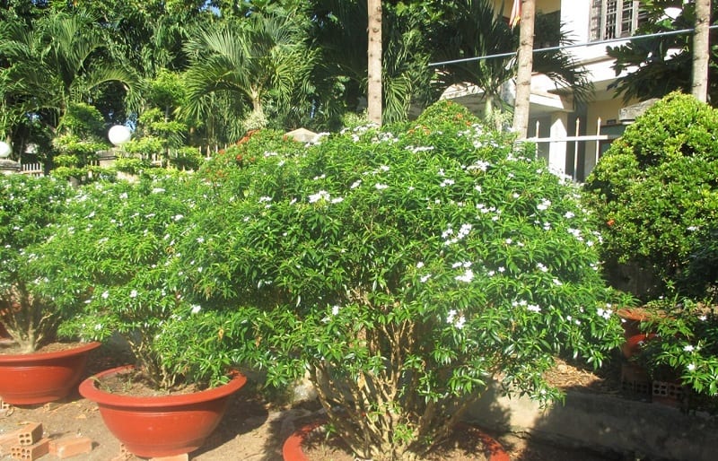 Cây mai vạn phúc mang lại vạn phúc và vạn lộc cho chủ nhân
