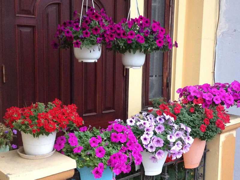 Hoa triệu chuông sinh trưởng rất tốt khi ở nơi nhiều ánh sáng mặt trời