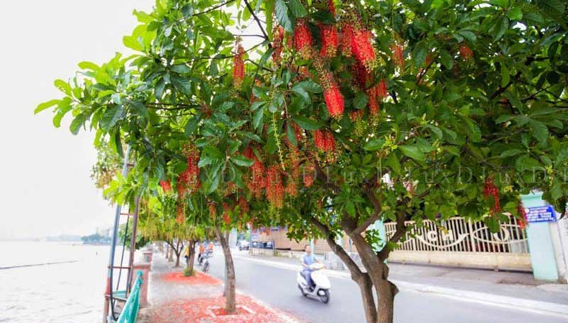 Có nên trồng cây lộc vừng trước nhà và lưu ý trồng nhiều cây