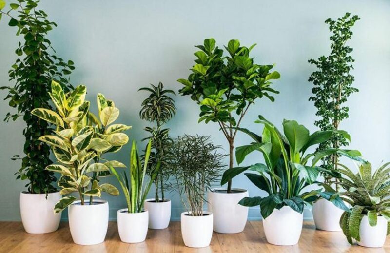 Những loại cây không nên trồng trong nhà khiến giảm thiểu sinh lực, hao tốn tài sản