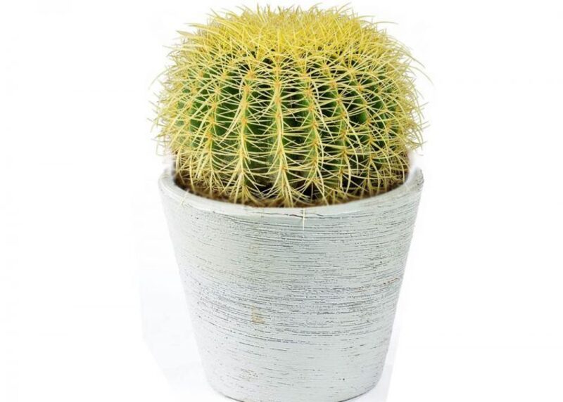 Top những loại cây không nên trồng trong nhà phải kể đến xương rồng
