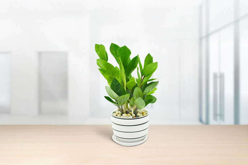 Cây kim tiền thu hút tài lộc cho gia chủ