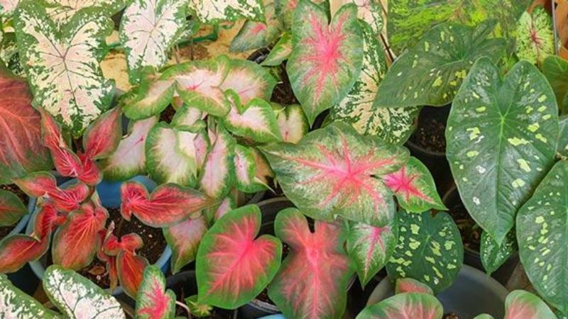 Môn kiểng loài là một trong những loại cây không nên trồng trong nhà không thể xem thường