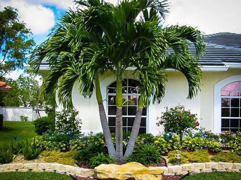 Cây cau cảnh là một trong số những loại cây nên trồng trước nhà