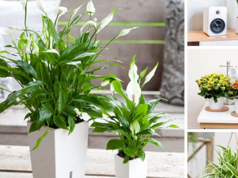 Những loại cây nên trồng trước nhà giúp xua đuổi tà khí, vạn sự hanh thông
