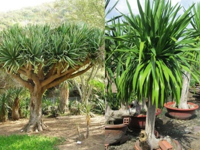 Cây đại lộc mang lại cho gia chủ tiền tài, lộc lá.