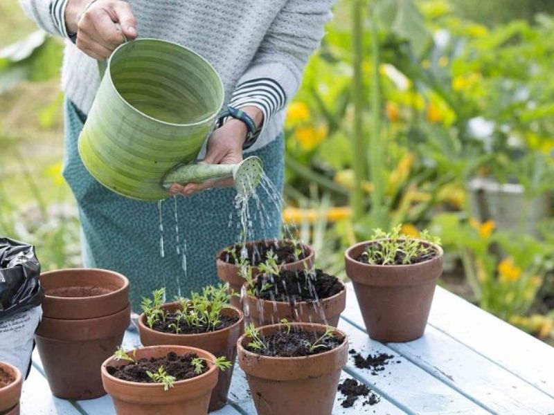 1 số lưu ý nho nhỏ khi chăm sóc những cây nên trồng trước nhà.