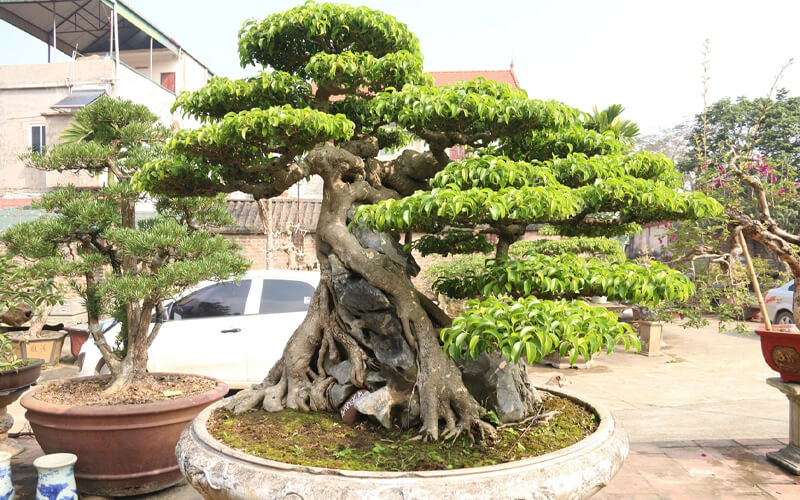Trồng cây sanh trước nhà có tốt không là thắc mắc của nhiều người