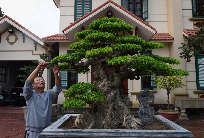 Trồng cây sanh trước nhà có tốt không? Nếu bạn biết cách chọn và chăm sóc cây thì sẽ nhận được nhiều phúc khí