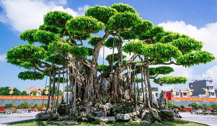 Trồng cây sanh trước nhà có tốt không? 3 lưu ý quan trọng khi trồng