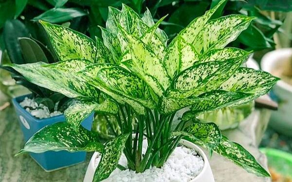 Cây ngọc ngân là đáp án phù hợp cho người hỏi tuổi Quý Dậu 1993 hợp cây gì