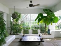 Trong cây xanh trong nhà mang lại rất nhiều lợi ích