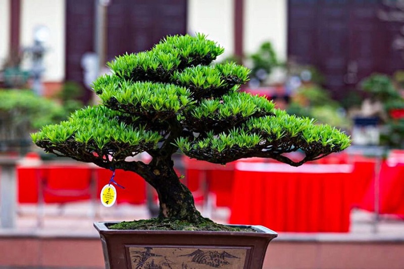Tùng la hán là loài cây người Kỷ Hợi nên trồng