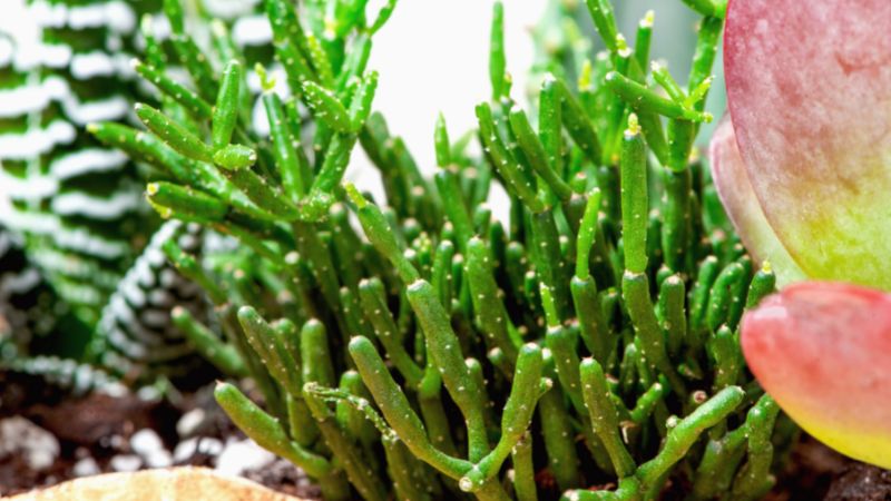 Cây lộc nhung sẽ giúp người tuổi Quý Hợi luôn có động lực cố gắng vươn lên