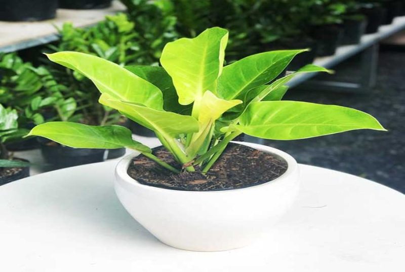 Tuổi Tân Hợi 1971 nên trồng trầu bà đế vương để cuộc sống luôn thuận lợi