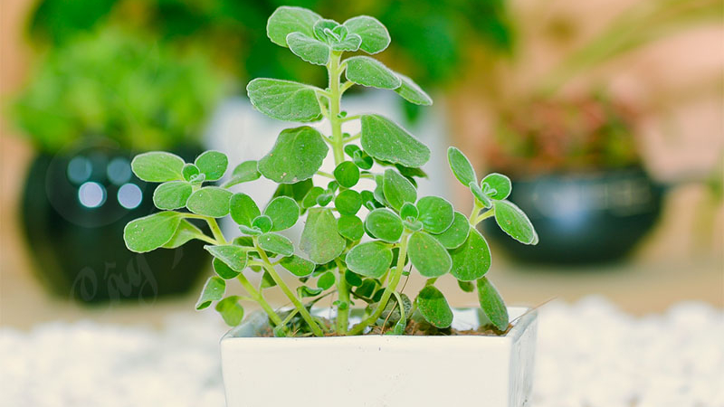 Cây nhất mạt hương giúp người tuổi Ất Hợi làm việc hiệu quả hơn
