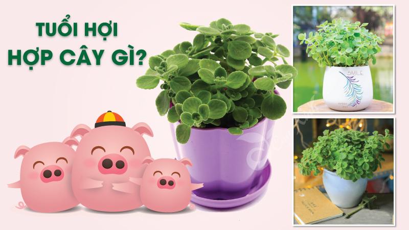 Tuổi Hợi hợp cây gì? Khám phá 10 cây phong thủy kích thích tài lộc 