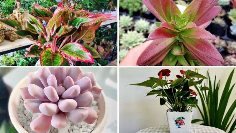 Một số cây hợp tuổi Đinh Mão