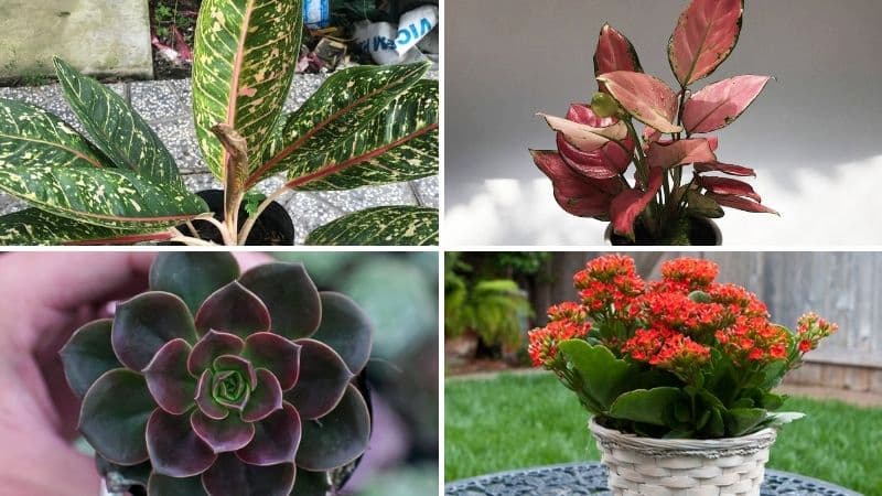 Một số cây hợp tuổi Kỷ Mão