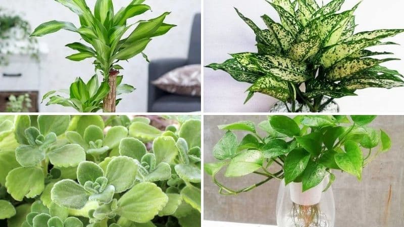Tuổi Mão hợp cây gì, một số loại cây hợp với người tuổi Mão mệnh Mộc