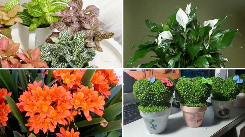 Tuổi Mão hợp cây gì? Để 10+ cây này trong nhà gia chủ chắc chắn thu hút tài lộc