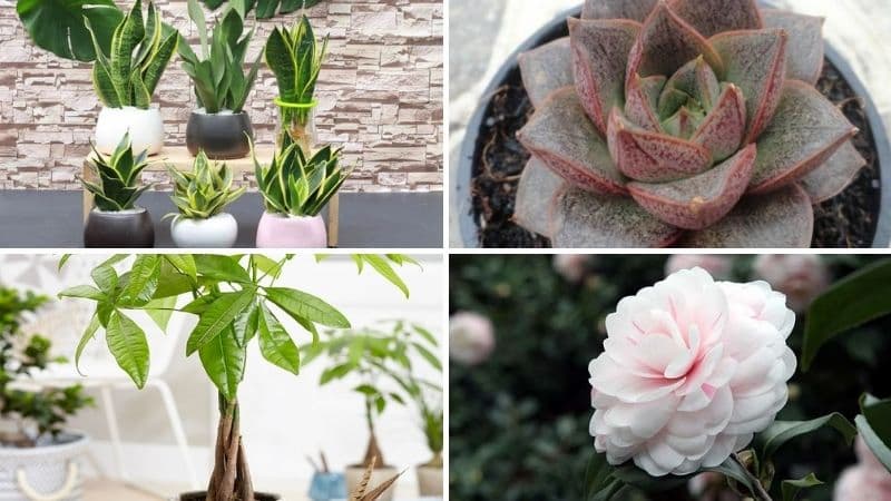 Tuổi Ất Mão sẽ hợp với các loại cây như: cây lưỡi hổ, sen đá bông hồng đen, cây kim ngân, cây kim tiền, lan hồ điệp