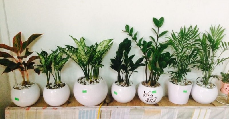 Tuổi Mùi hợp cây gì và gợi ý cây phong thuỷ cho người tuổi Tân Mùi