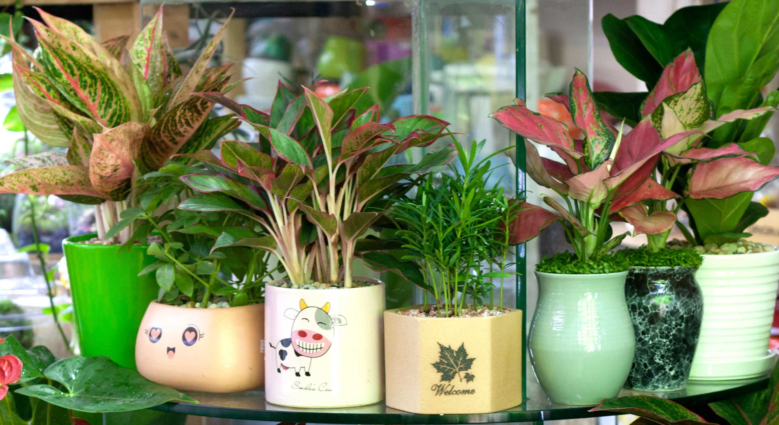 Tuổi Mùi hợp cây gì và cây hợp với người tuổi Kỷ Mùi