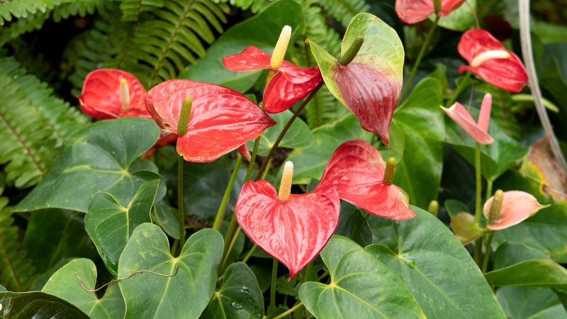 Tuổi Mậu Ngọ có thể chọn cây Hồng Môn