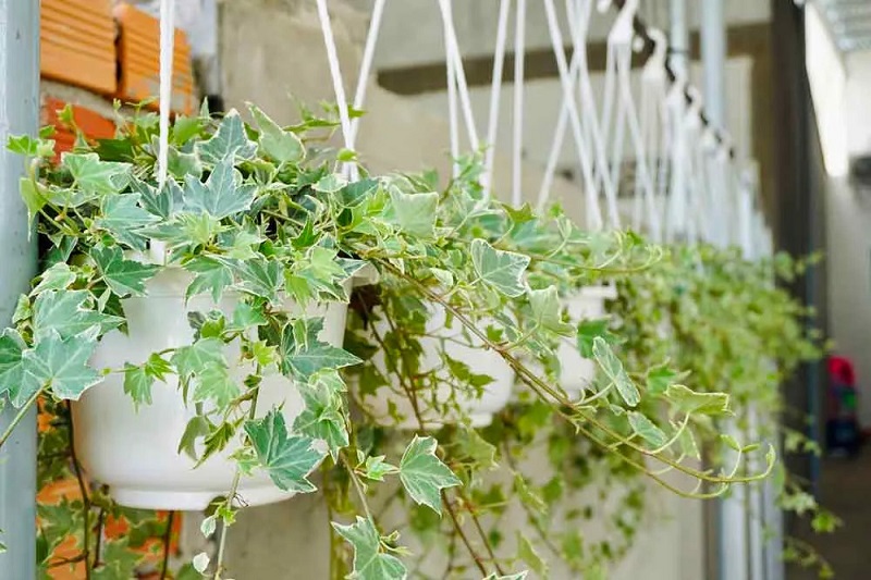 Thường xuân là loại cây hợp phong thuỷ với người tuổi Quý Sửu