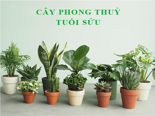 Tuổi Sửu hợp cây gì? 10+ loại cây mang lại may mắn