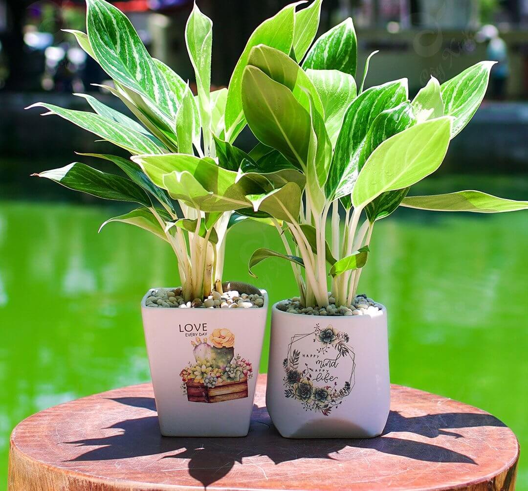 Cây bạch mã hoàng tử phù hợp với bản mệnh tuổi Canh Thìn