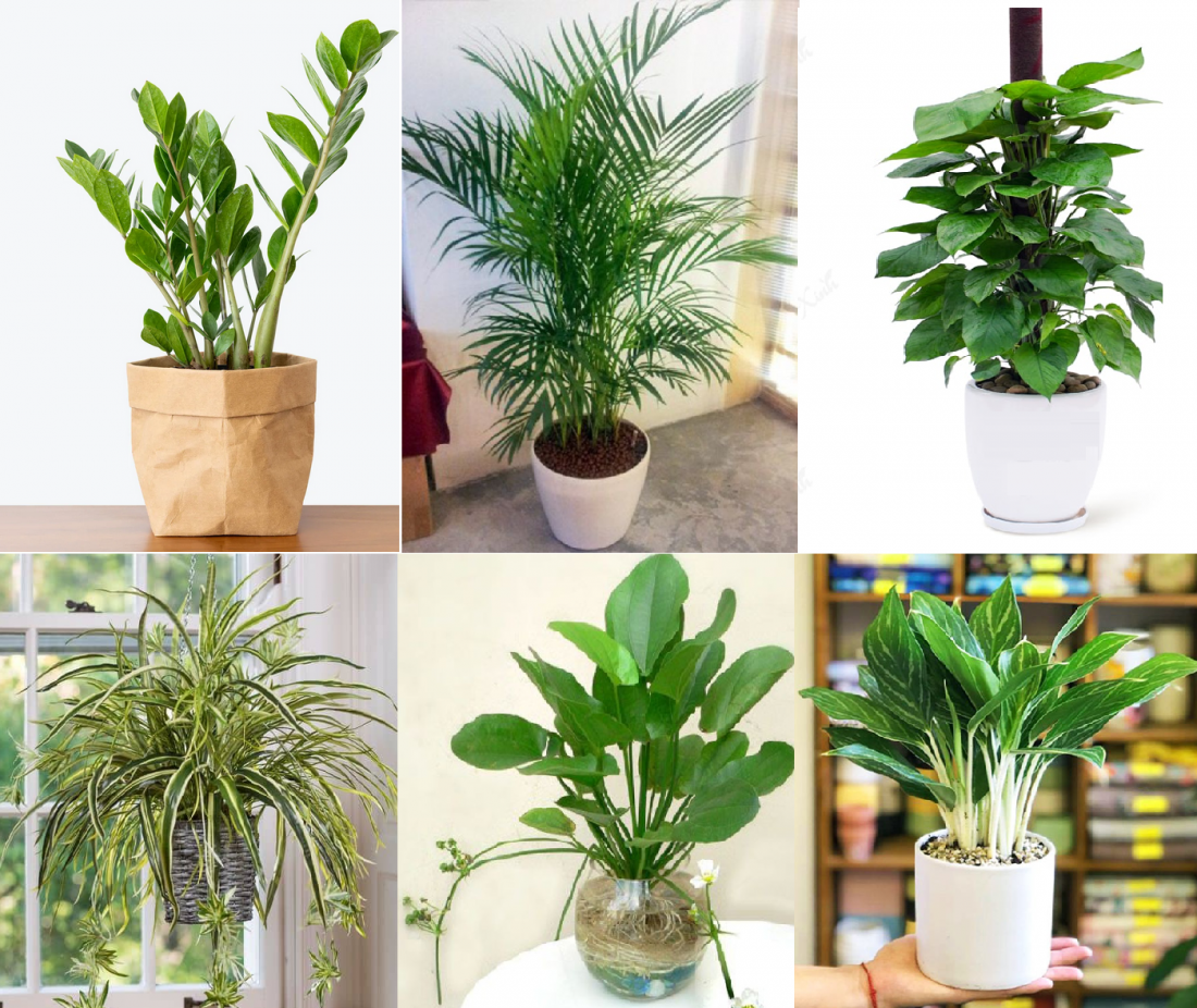 Tuổi Thìn hợp cây gì? Cuộc đời sớm nở hoa nếu trồng những loại cây này