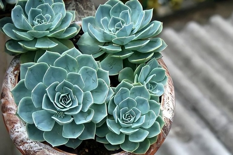 Tuổi Tuất hợp cây gì theo phong thủy? Đừng bỏ lỡ cơ hội hút may mắn, tài lộc